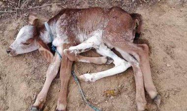 Nace una ternera con seis patas en Santa Cruz; fue intervenida quirúrgicamente