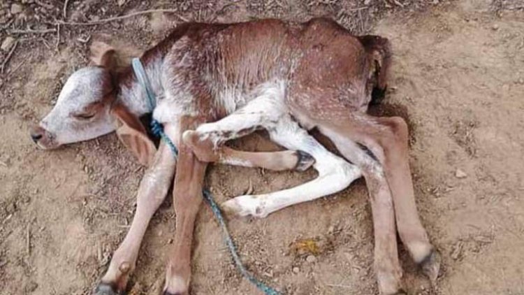 Nace una ternera con seis patas en Santa Cruz; fue intervenida quirúrgicamente
