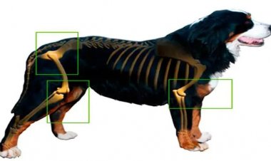 Artrosis en los perros: todo lo que hay que saber sobre esta enfermedad