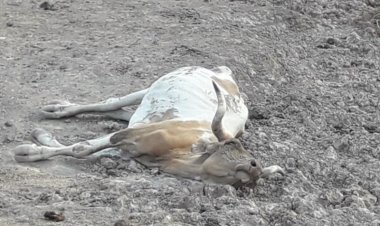 La sequía deja efectos lapidarios, existe mortandad de ganado en Bolivia.