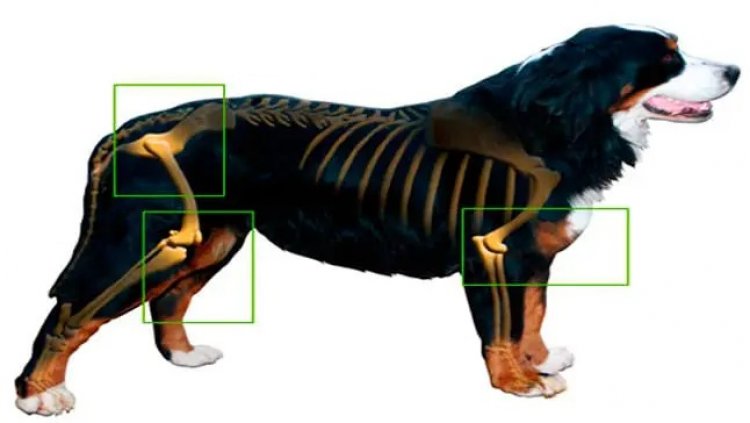 Artrosis en los perros: todo lo que hay que saber sobre esta enfermedad