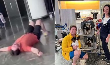 Aerolínea encuentra a los 4 perritos perdidos en aeropuerto