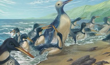 Hallaron fósiles del pingüino más grande que jamás haya existido
