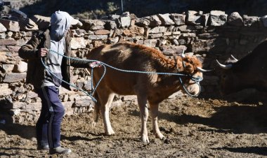 Inician Campaña de Desparasitación y Vitaminización en El Puente