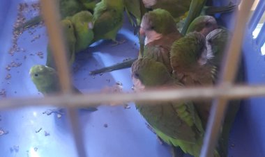 FISCALÍA DE ORURO INVESTIGA A SUJETO QUE TENÍA EN SU PODER 43 LOROS EN BOLSAS DE YUTE