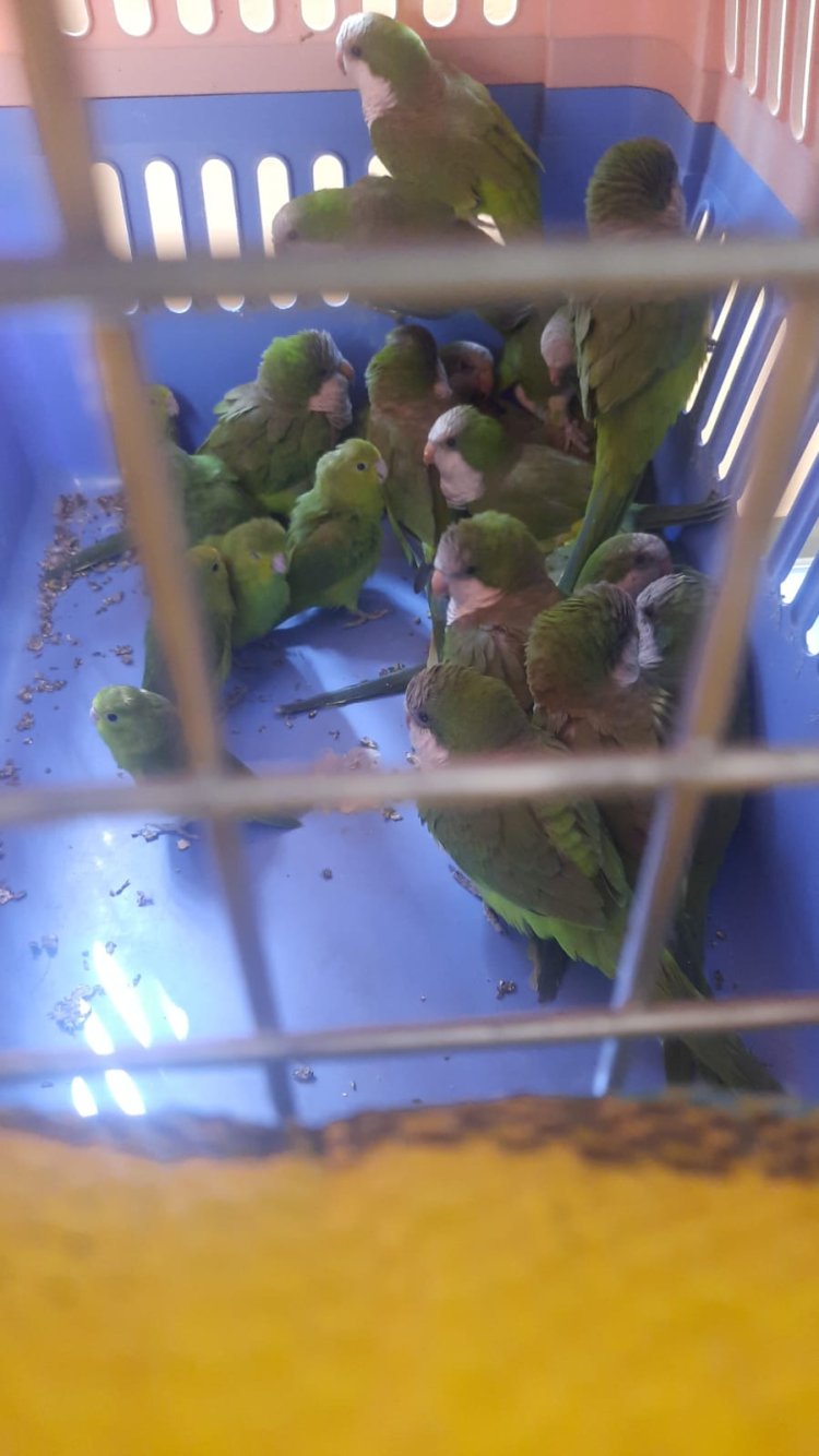 FISCALÍA DE ORURO INVESTIGA A SUJETO QUE TENÍA EN SU PODER 43 LOROS EN BOLSAS DE YUTE