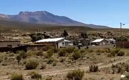 Tragedia en sudoeste de Potosí: Más de 200 Crías de Llama Mueren por Gélidas Temperaturas