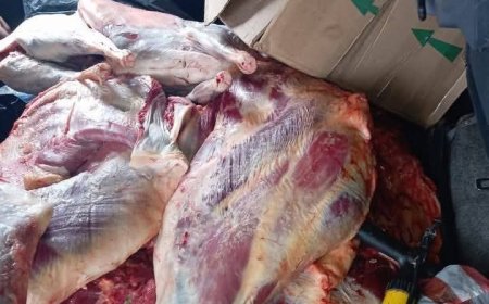 Capturan a presuntos ladrones de ganado en Yacuiba con carne faenada de origen ilegal