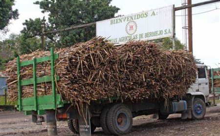 Peligra la zafra azucarera en Bermejo y se agrava el impacto económico en la región.