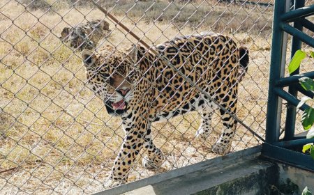 Hasta pronto, Lucas: Jaguar muere en el Bioparque luego de 18 años por causas naturales
