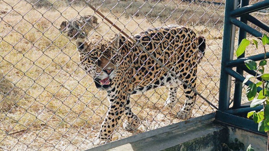 Hasta pronto, Lucas: Jaguar muere en el Bioparque luego de 18 años por causas naturales