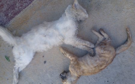 Envenenan mascotas en barrio Narciso Campero de Tarija: Vecina denuncia hechos crueles y pide justicia.