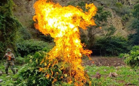 Encontraron más de 70 toneladas de marihuana en el municipio de Cocapata y Fiscalía abre un caso.