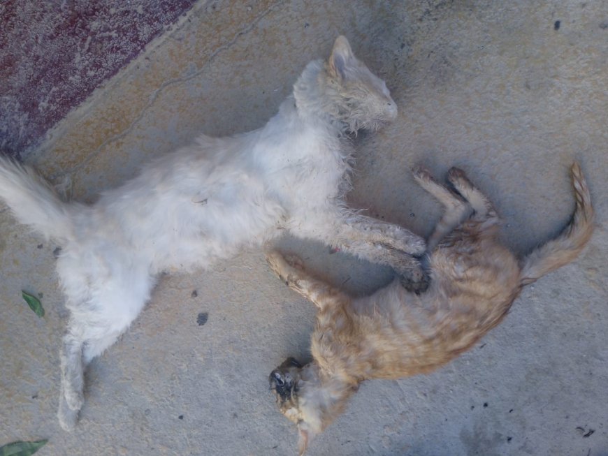 Envenenan mascotas en barrio Narciso Campero de Tarija: Vecina denuncia hechos crueles y pide justicia.