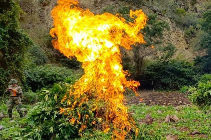 Encontraron más de 70 toneladas de marihuana en el municipio de Cocapata y Fiscalía abre un caso.