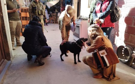 Fiscalía de Tarija rescata a una perrita ante sospecha de agresión sexual: investigan el caso por zoofilia.