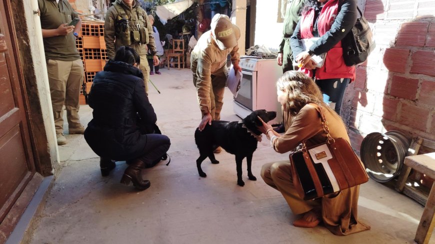 Fiscalía de Tarija rescata a una perrita ante sospecha de agresión sexual: investigan el caso por zoofilia.