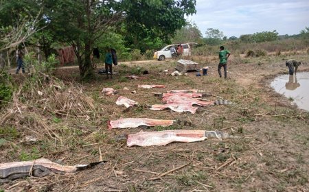 Masacre de lagartos en Beni, Fiscalía investiga biocidio en Ibiato.