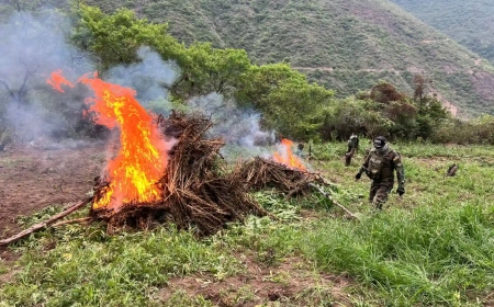 Hallan y destruyen 76 toneladas de marihuana en Cocapata; Fiscalía abre investigación