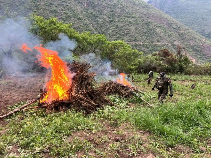 Hallan y destruyen 76 toneladas de marihuana en Cocapata; Fiscalía abre investigación
