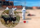 Ataque mortal con perros en Oruro deja tres niños en la orfandad.