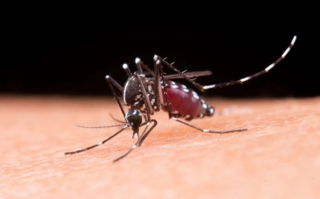 Chikungunya alcanza 5.371 casos en Bolivia y declaran alerta roja en La Paz