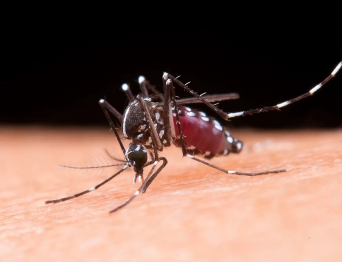 Chikungunya alcanza 5.371 casos en Bolivia y declaran alerta roja en La Paz