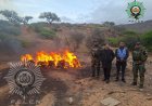 Incineran más de 151 kilos de marihuana incautada en Tarija