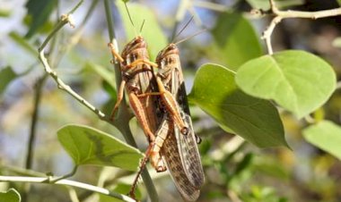 Plaga de langostas amenazan producción agrícola y ganadería en el Chaco.