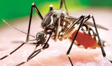 Alerta roja por el dengue en Tarija