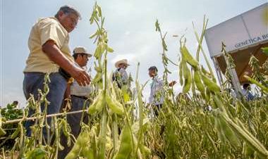 Gobierno autoriza pruebas rápidas para uso de semillas transgénicas