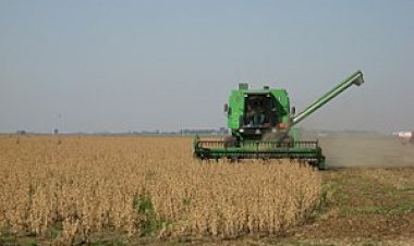 El Gobierno prevé autorizar 4 variedades por cada semilla transgénica