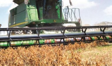 Sin estudios propios y con apuro, Bolivia se abre a 5 cultivos transgénicos