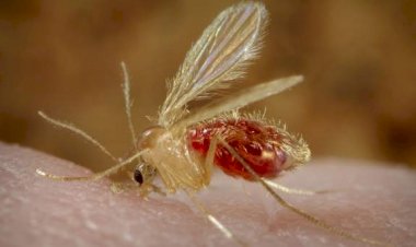 Advierten sobre brote de leishmaniasis en Roboré