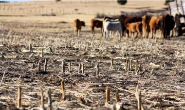 Gobierno confirma «crisis por la sequía» que afecta a 5 departamentos