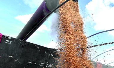 Agrónomos piden agilizar la adecuación normativa para uso de semillas transgénicas