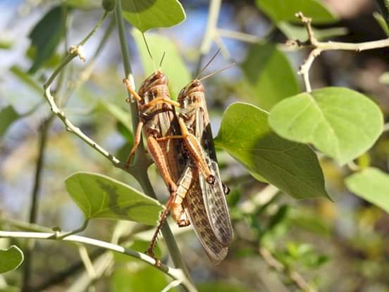 Plaga de langostas amenazan producción agrícola y ganadería en el Chaco.
