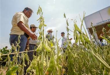 Gobierno autoriza pruebas rápidas para uso de semillas transgénicas
