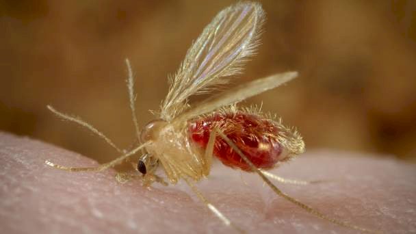 Advierten sobre brote de leishmaniasis en Roboré