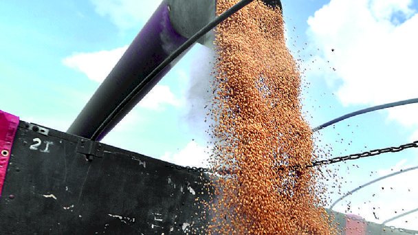 Agrónomos piden agilizar la adecuación normativa para uso de semillas transgénicas